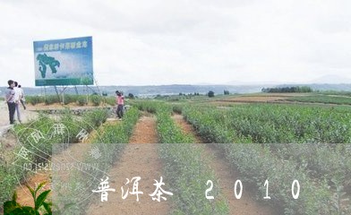 普洱茶 2010/2023031716259